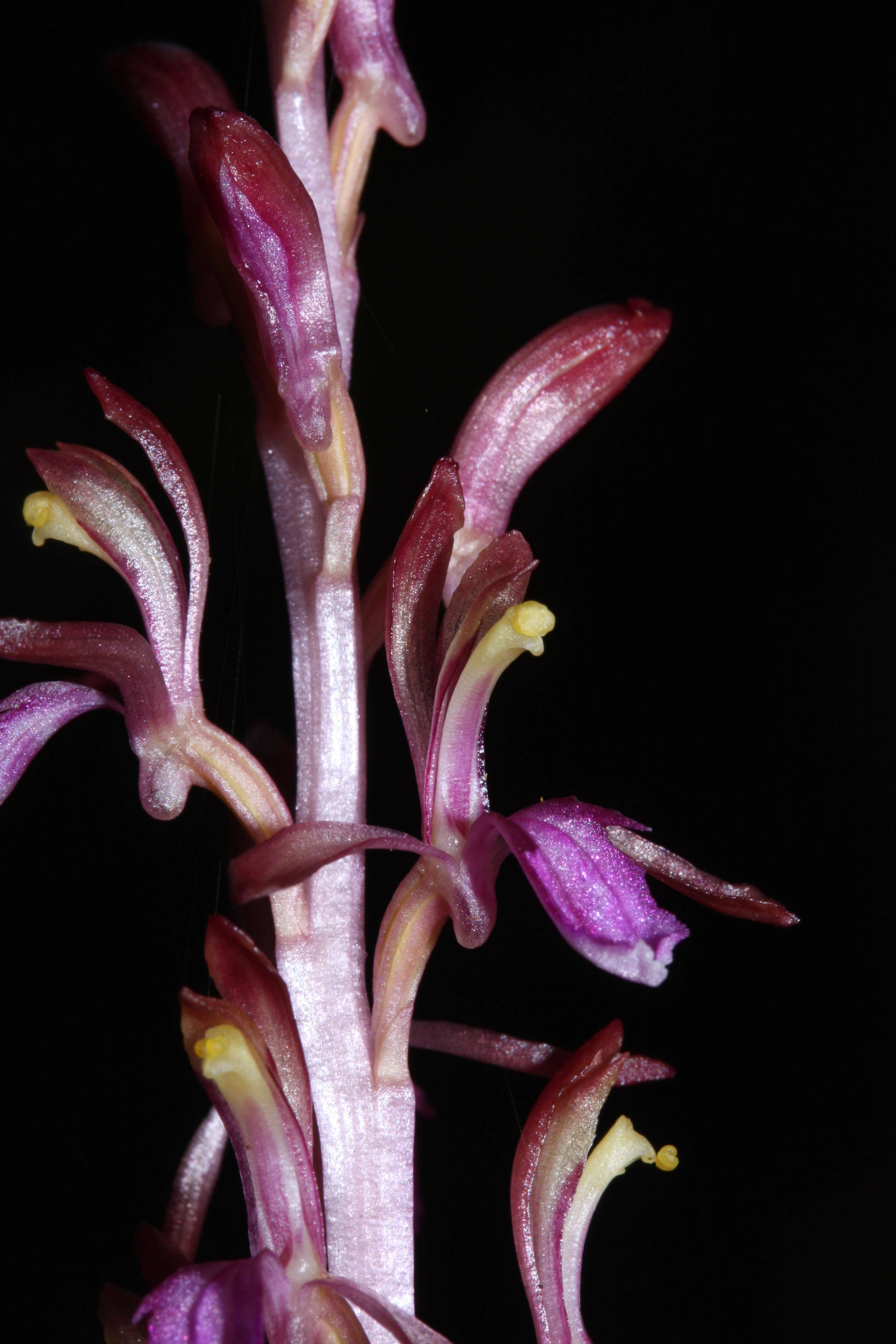 Image of Pacific coralroot