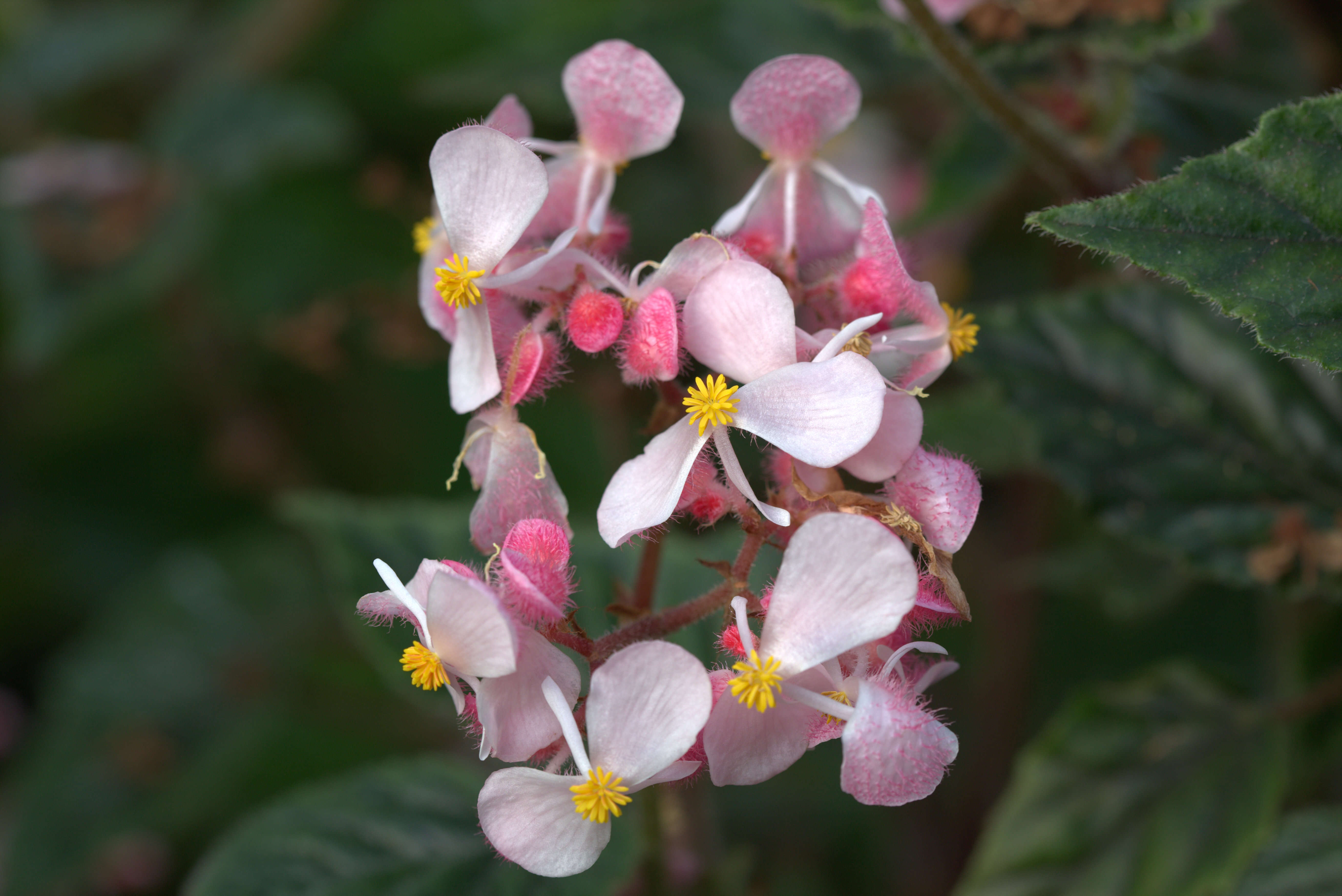 Image of Begonia incarnata Link & Otto