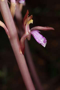 Image of Pacific coralroot