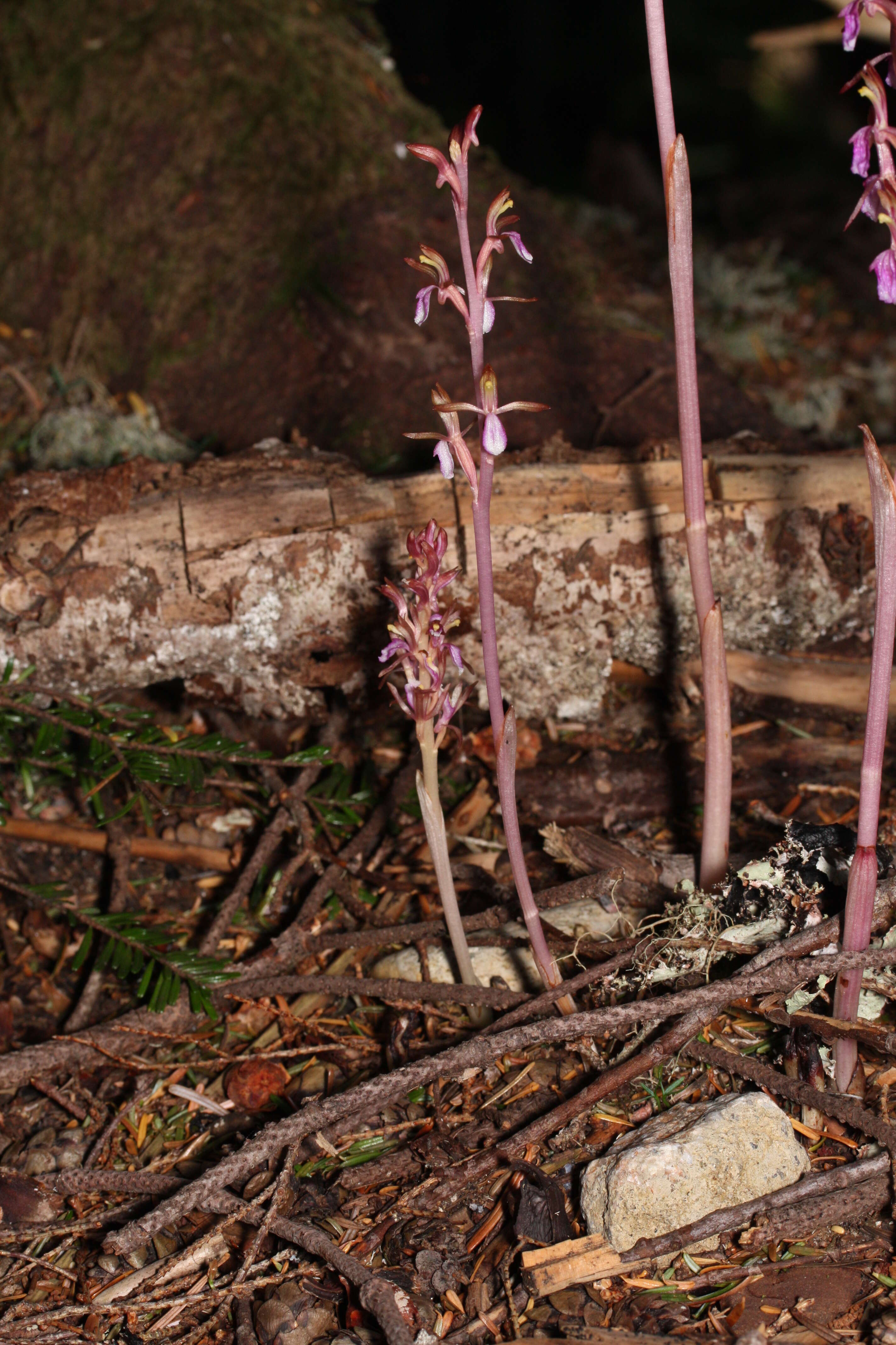 Image of Pacific coralroot