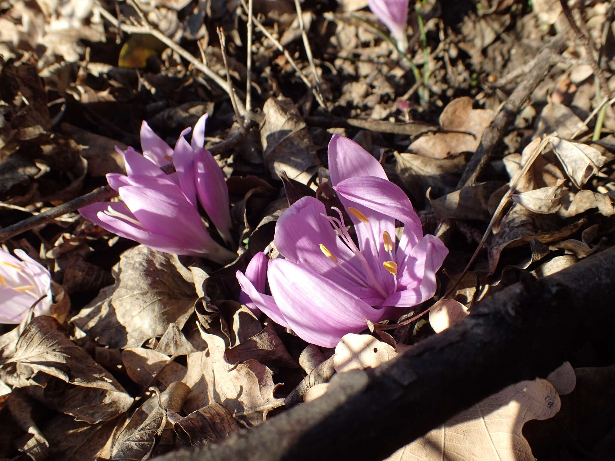 Image of Colchicum bulbocodium Ker Gawl.