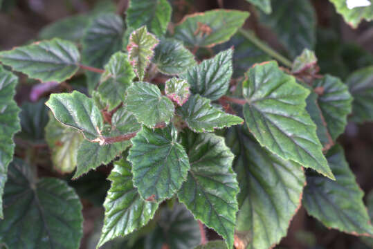 Image of Begonia incarnata Link & Otto