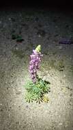 Imagem de Lupinus arizonicus (S. Watson) S. Watson