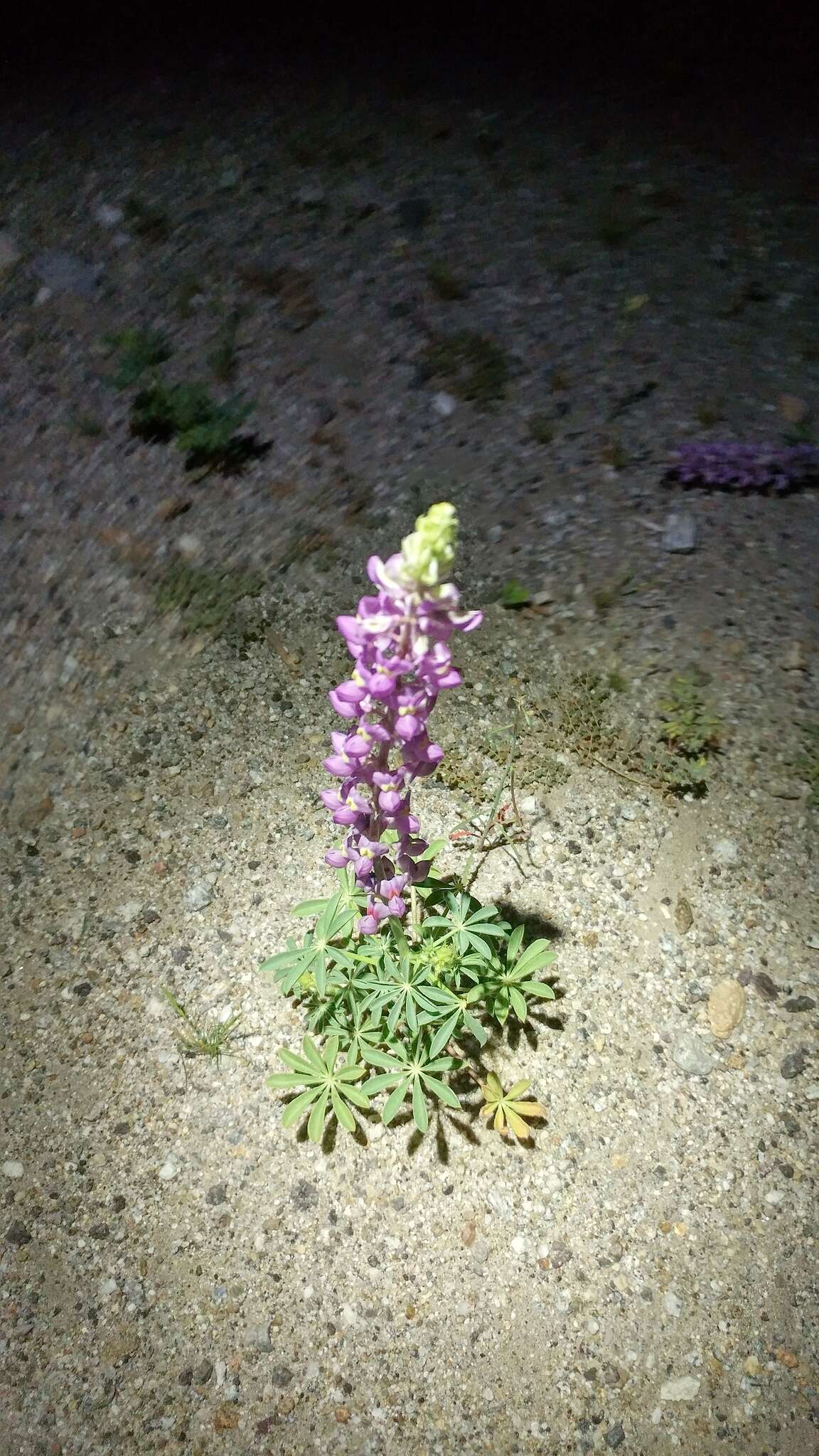 Imagem de Lupinus arizonicus (S. Watson) S. Watson