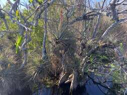 Image de Tillandsia fasciculata var. densispica Mez