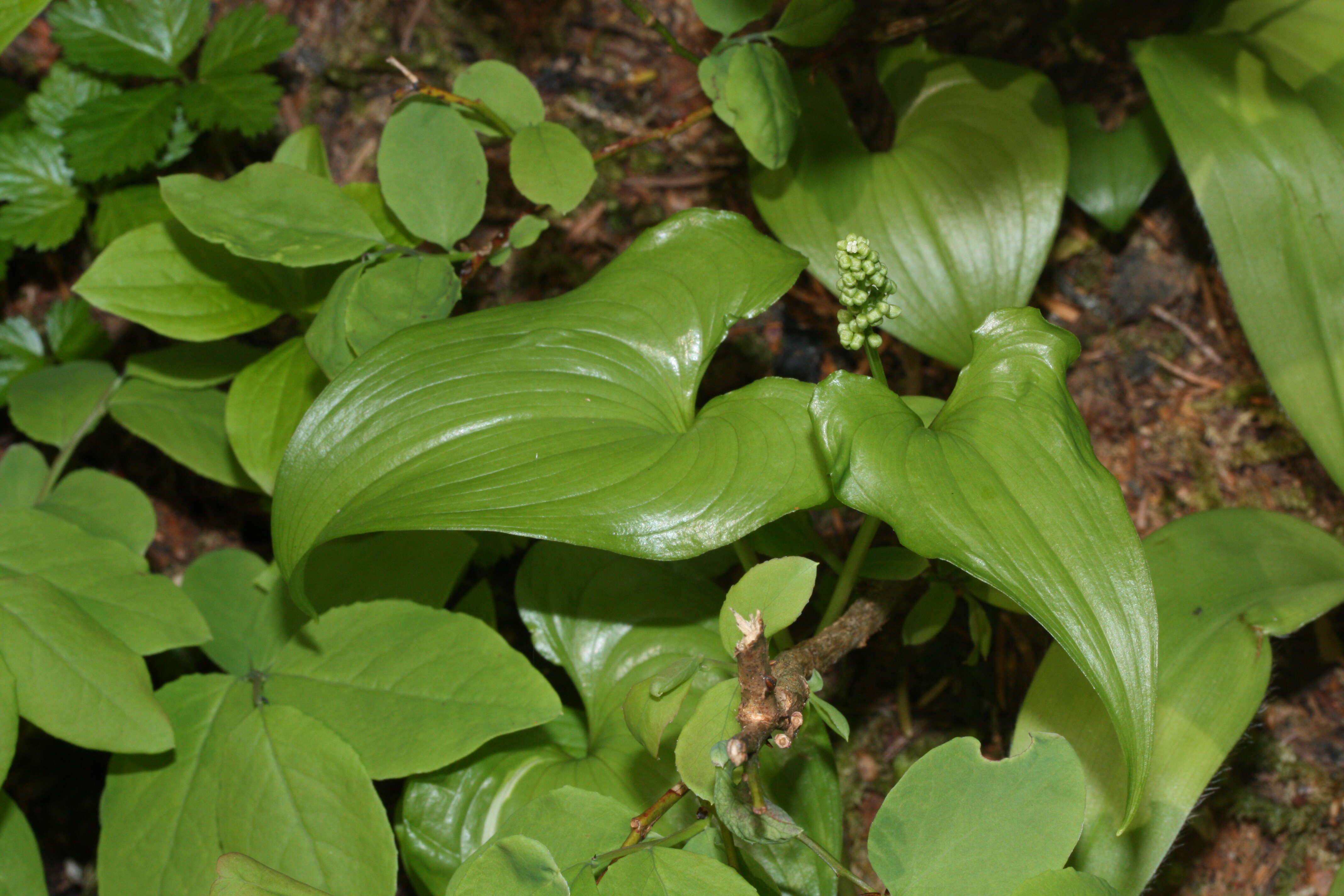 Imagem de Maianthemum dilatatum (Alph. Wood) A. Nelson & J. F. Macbr.