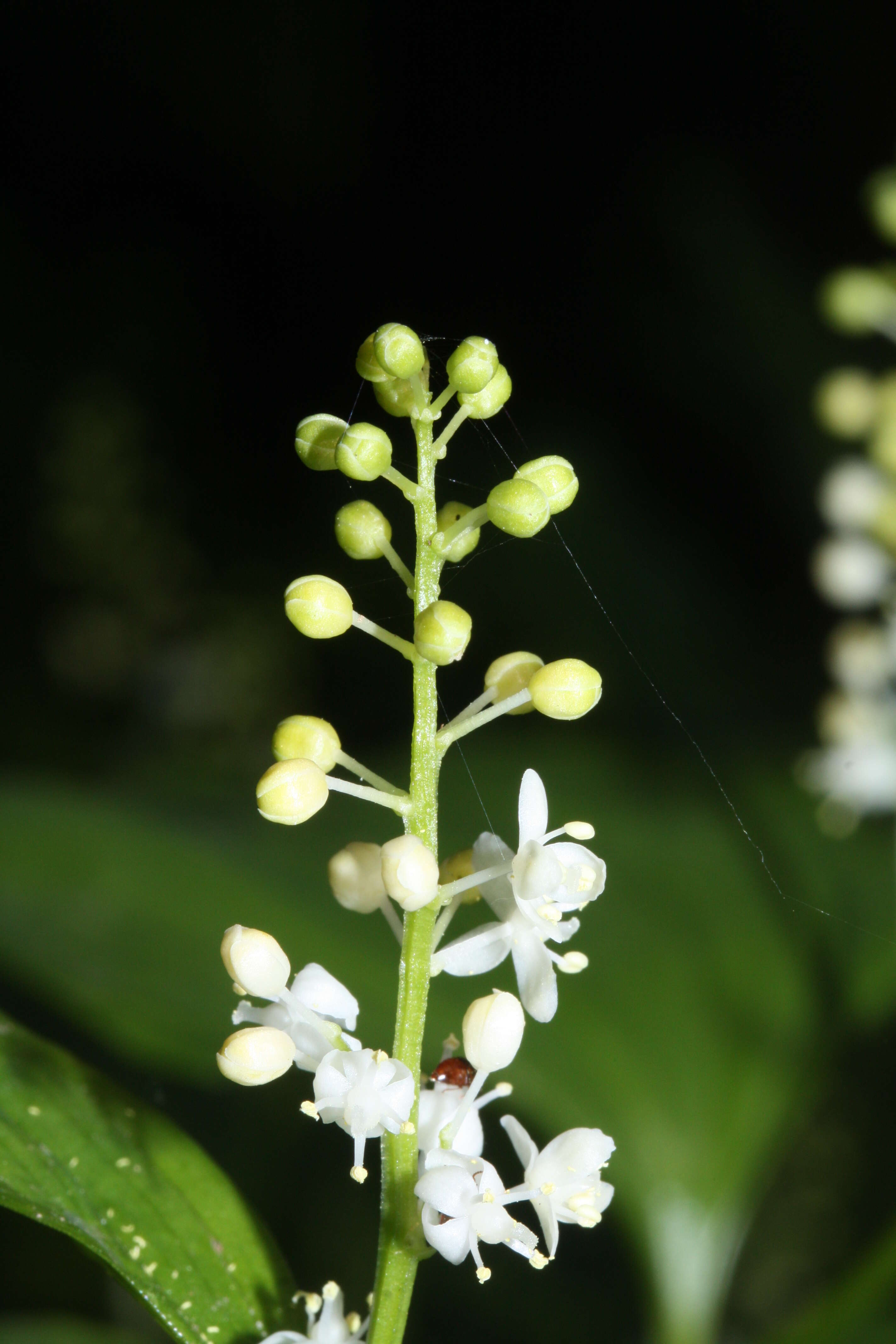 Imagem de Maianthemum dilatatum (Alph. Wood) A. Nelson & J. F. Macbr.