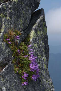 Image of Davidson's penstemon