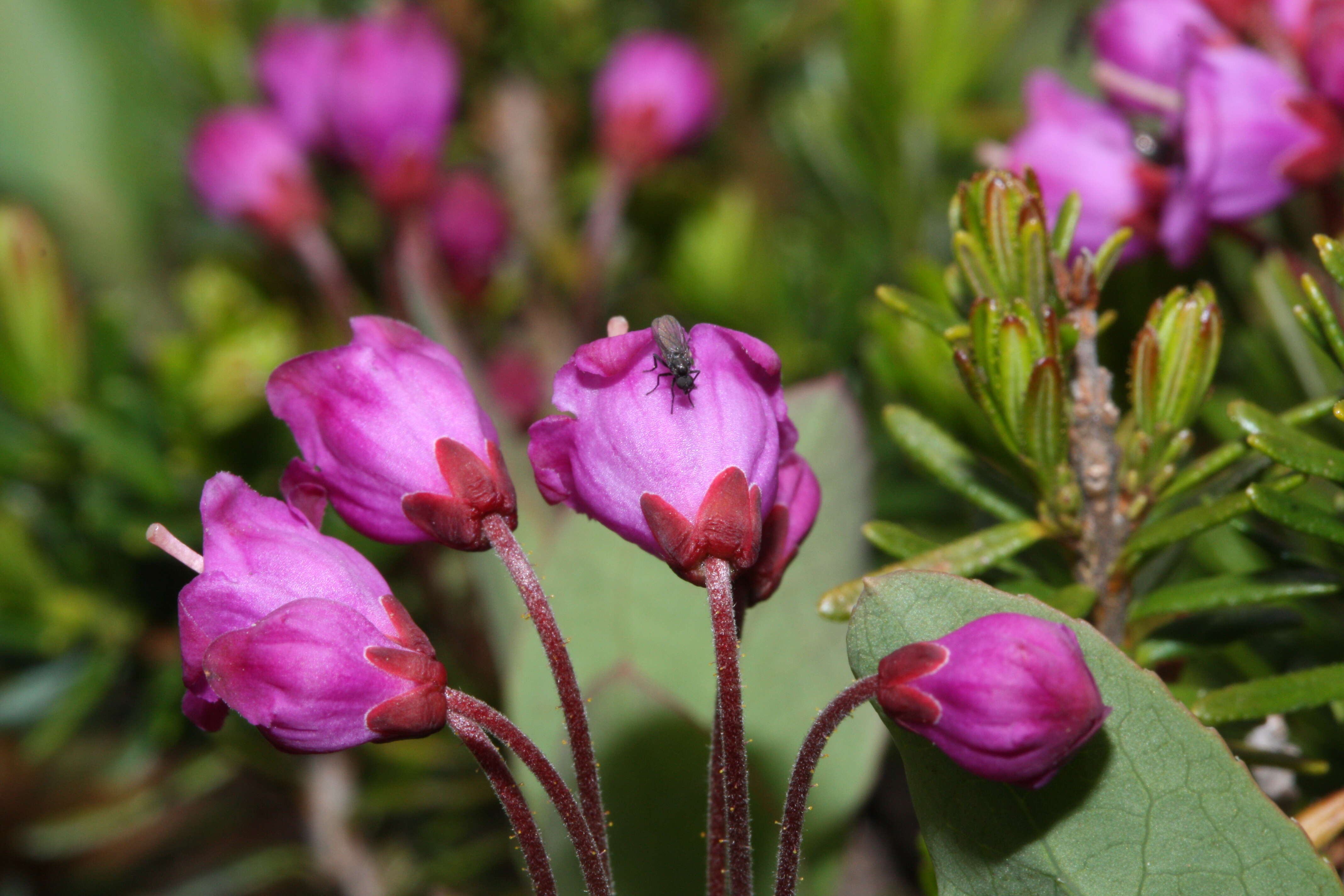 Image of pink mountainheath