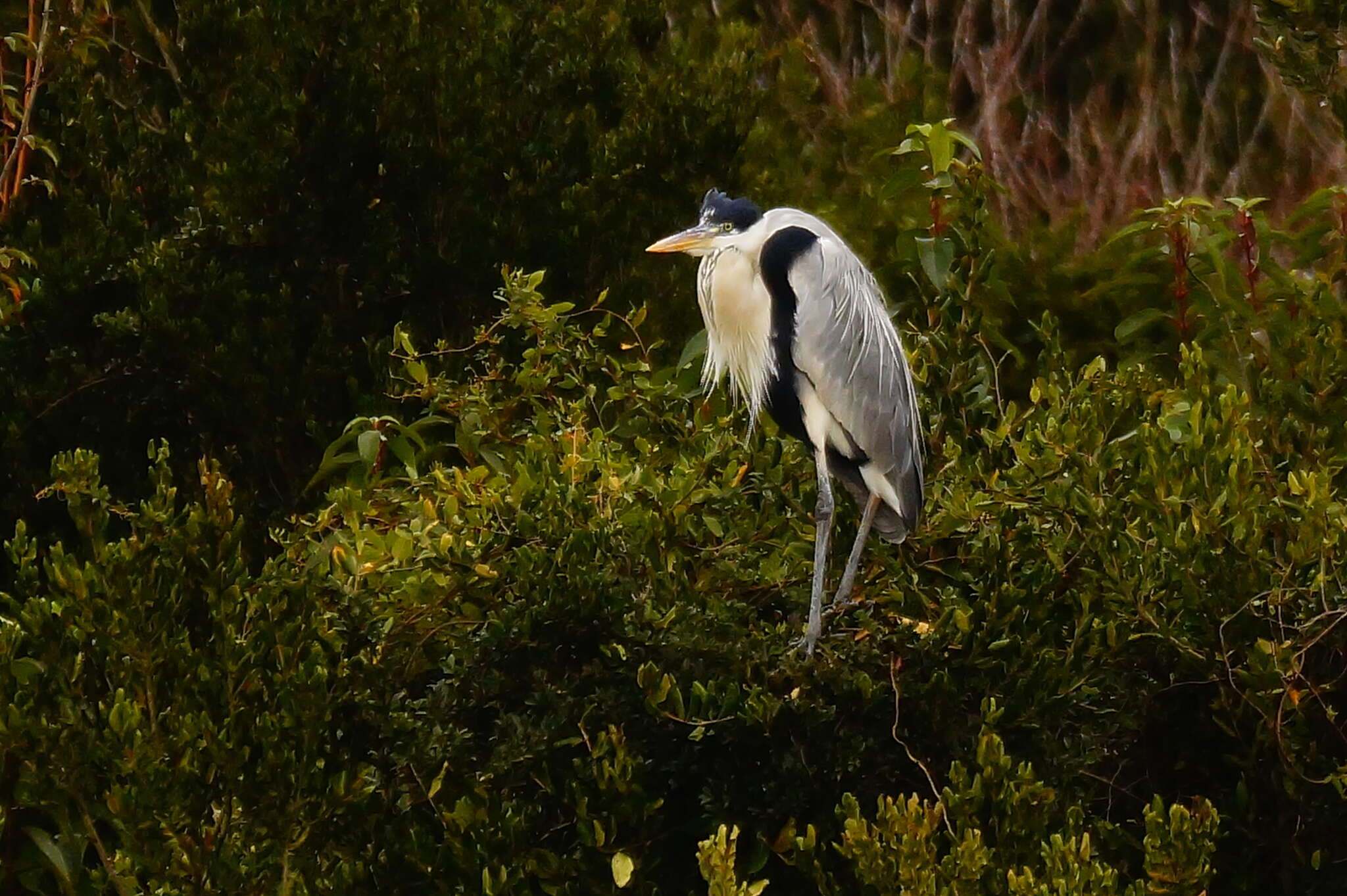 Image of Cocoi Heron