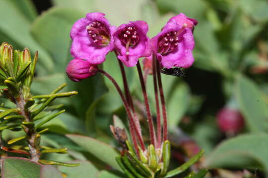 Image of pink mountainheath