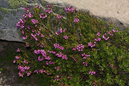 Image of pink mountainheath