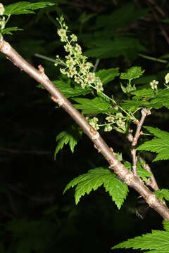 Image of stink currant