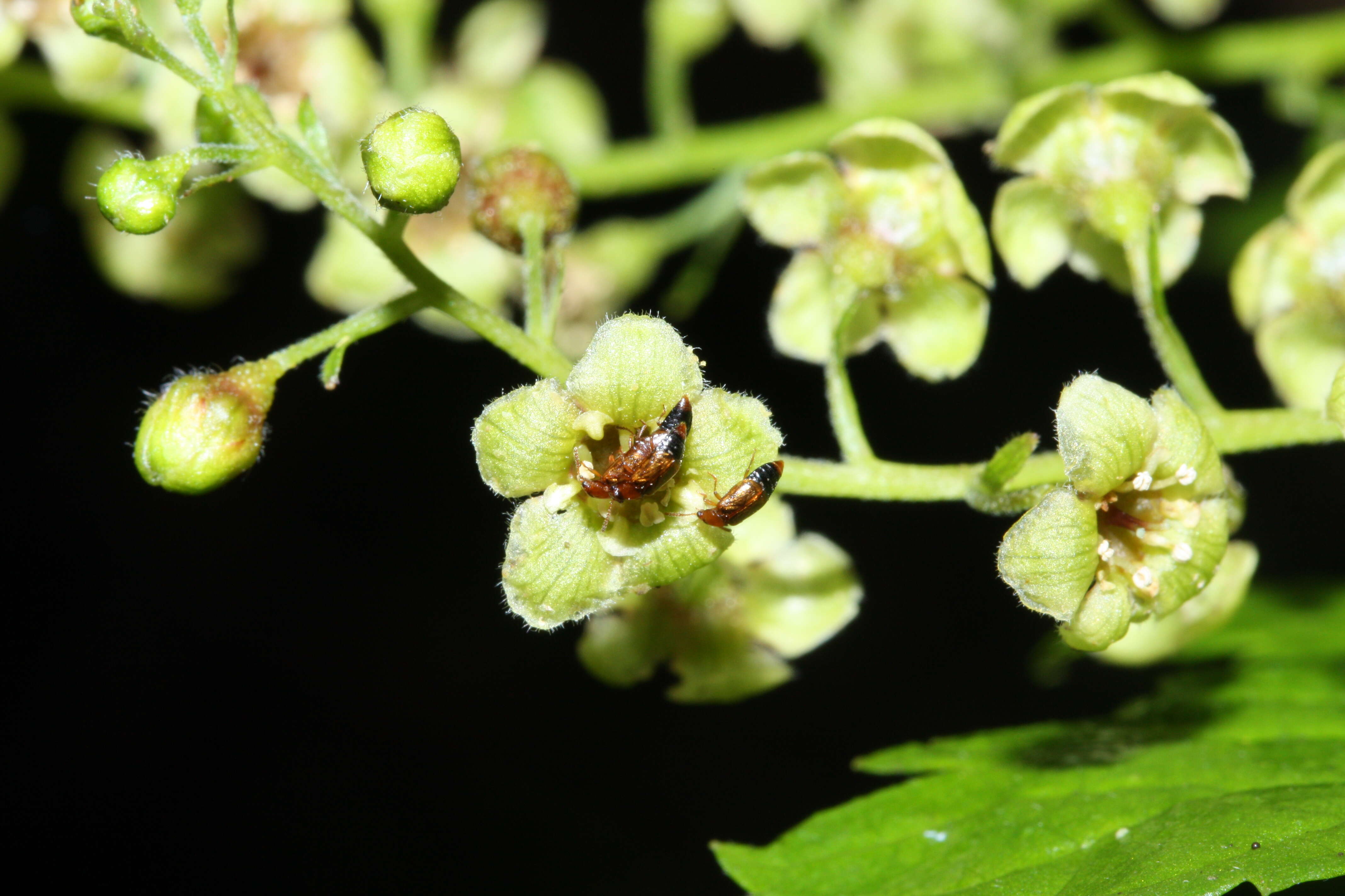 Image of stink currant