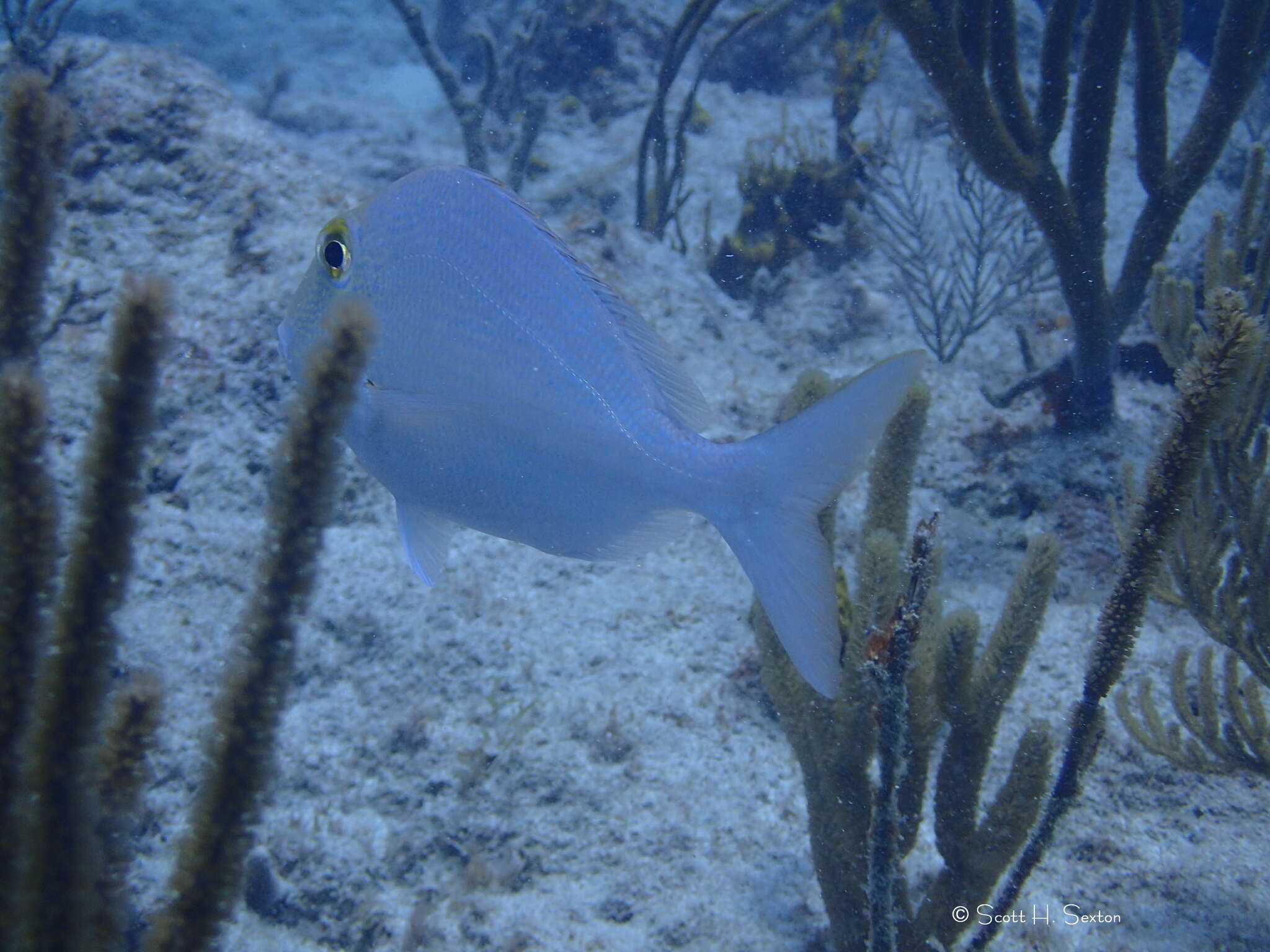 Image of Littlemouth Porgy