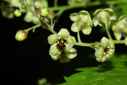 Image of stink currant