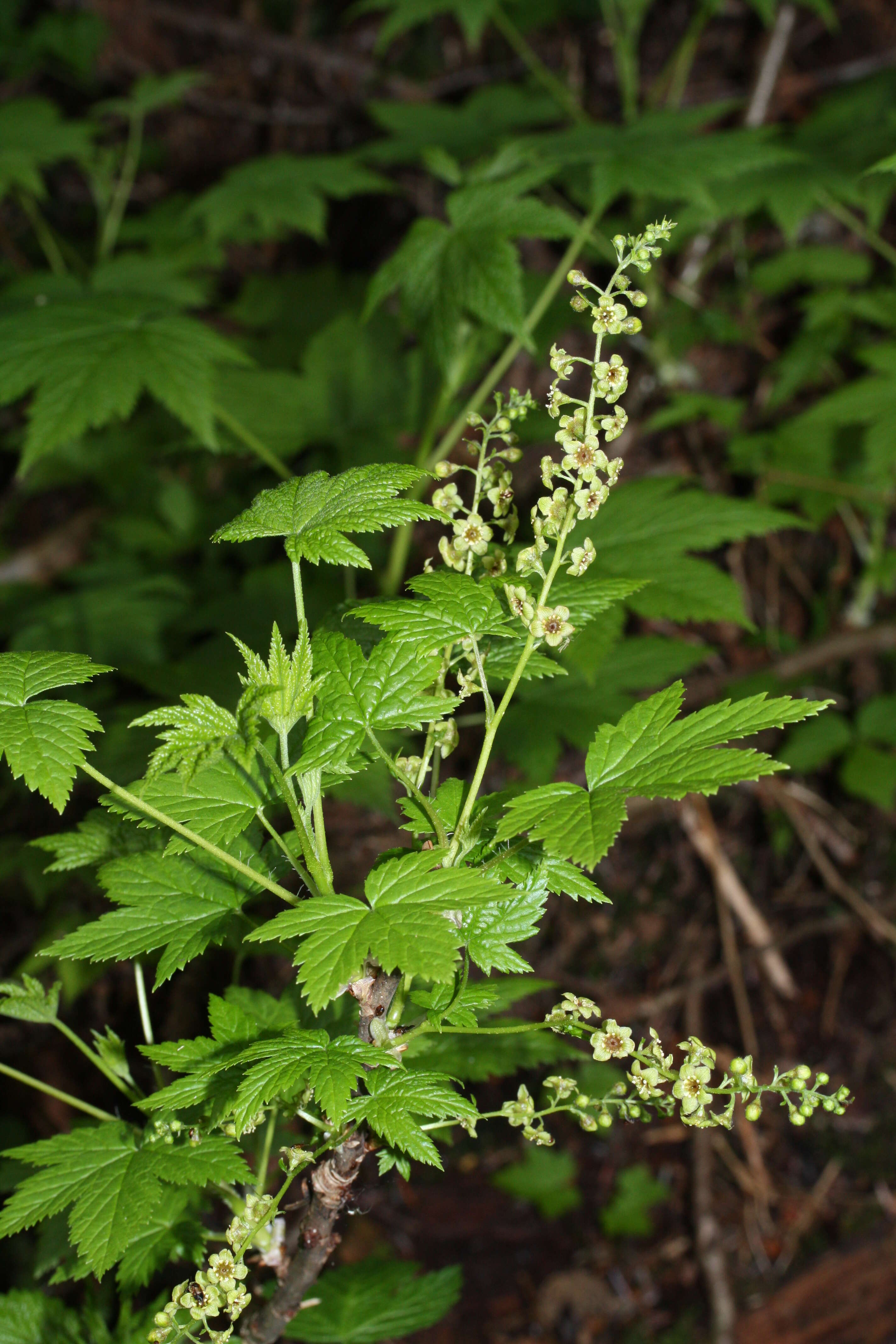 Sivun Ribes bracteosum Dougl. ex Hook. kuva