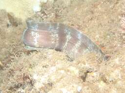 Image of Barred moray