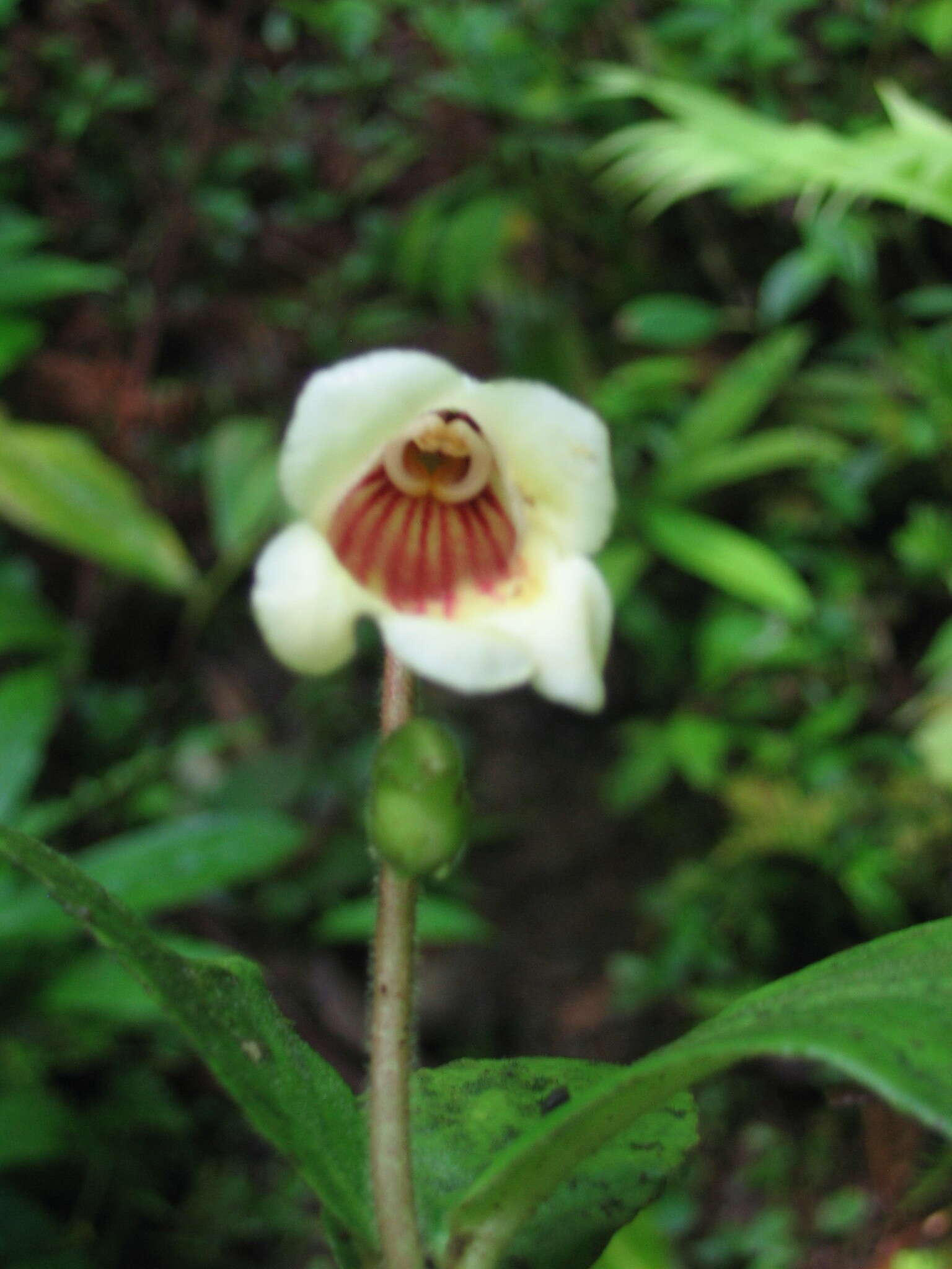 Imagem de Gasteranthus delphinioides (Seem.) Wiehler