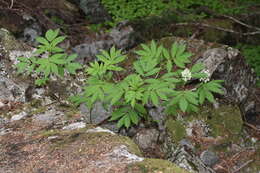 Imagem de Sambucus racemosa L.