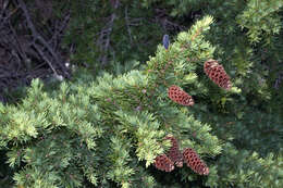 Image of Mountain Hemlock