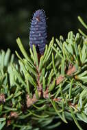 Image of Mountain Hemlock