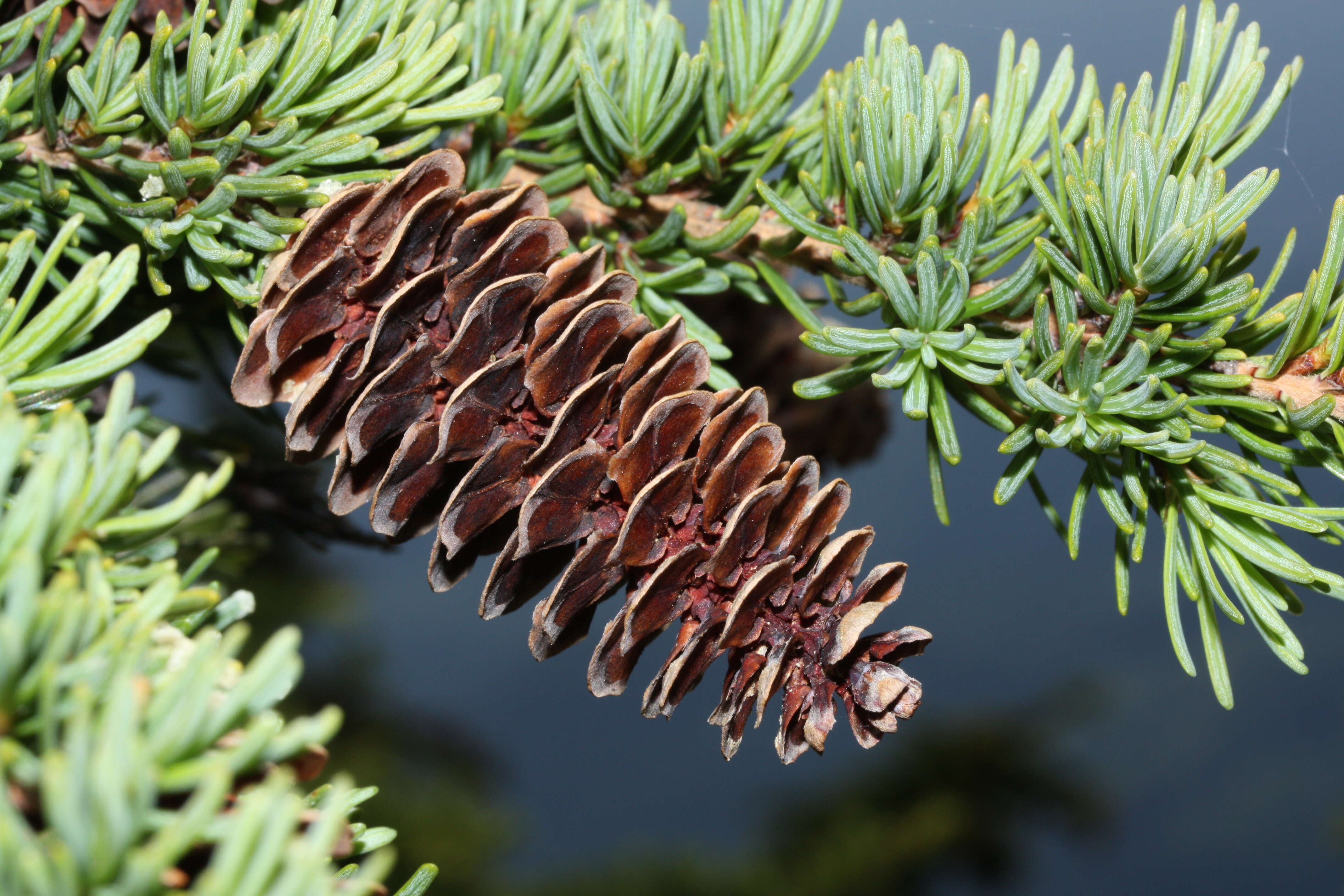 Image of Mountain Hemlock