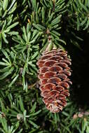 Image of Mountain Hemlock