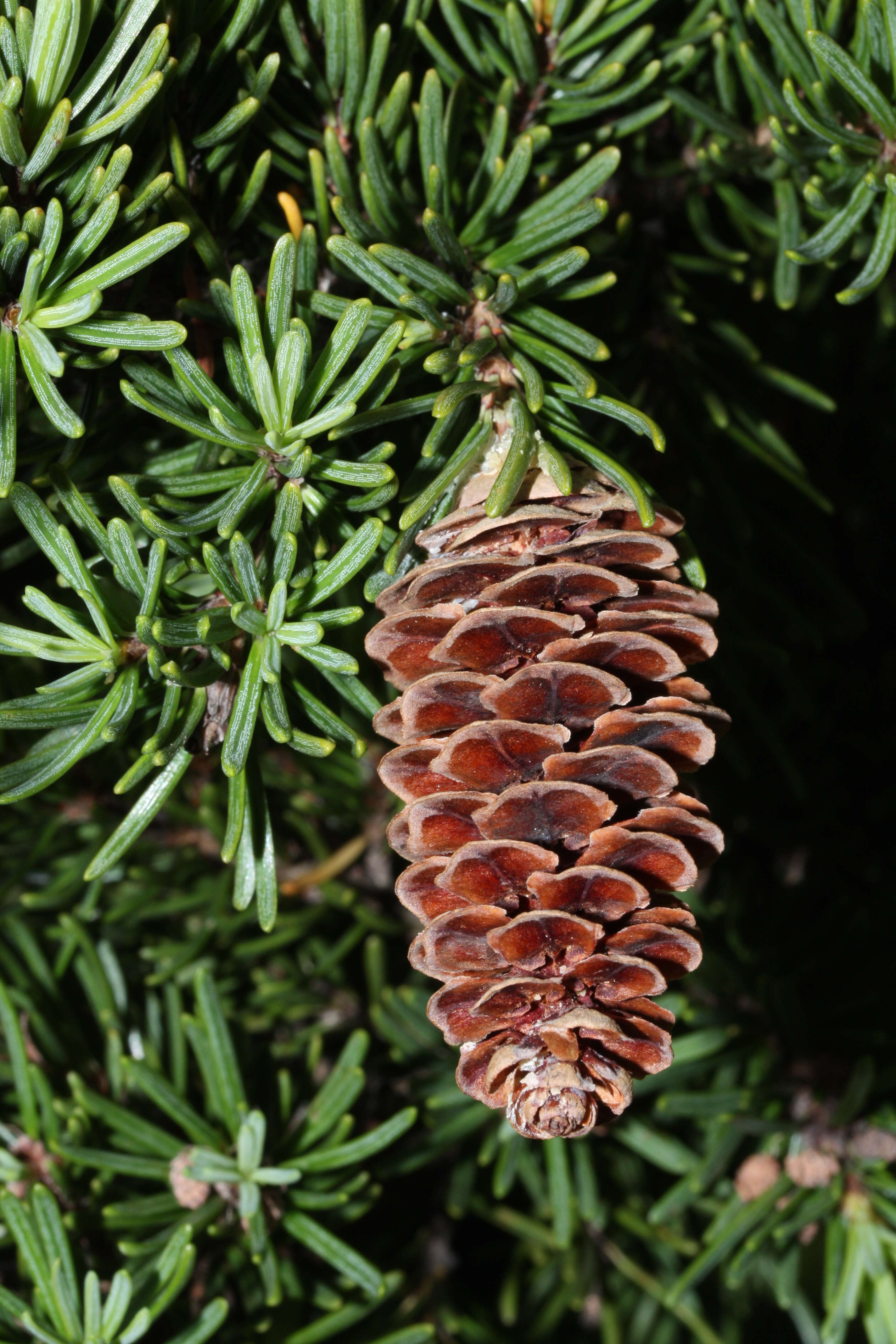 Image of Mountain Hemlock