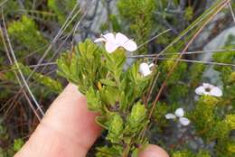 Image of Acmadenia rupicola I. Williams