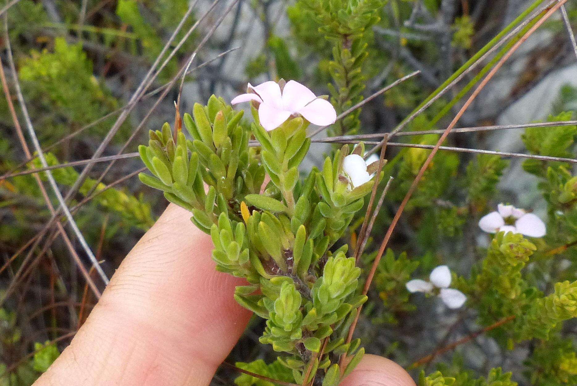 Image of Acmadenia rupicola I. Williams