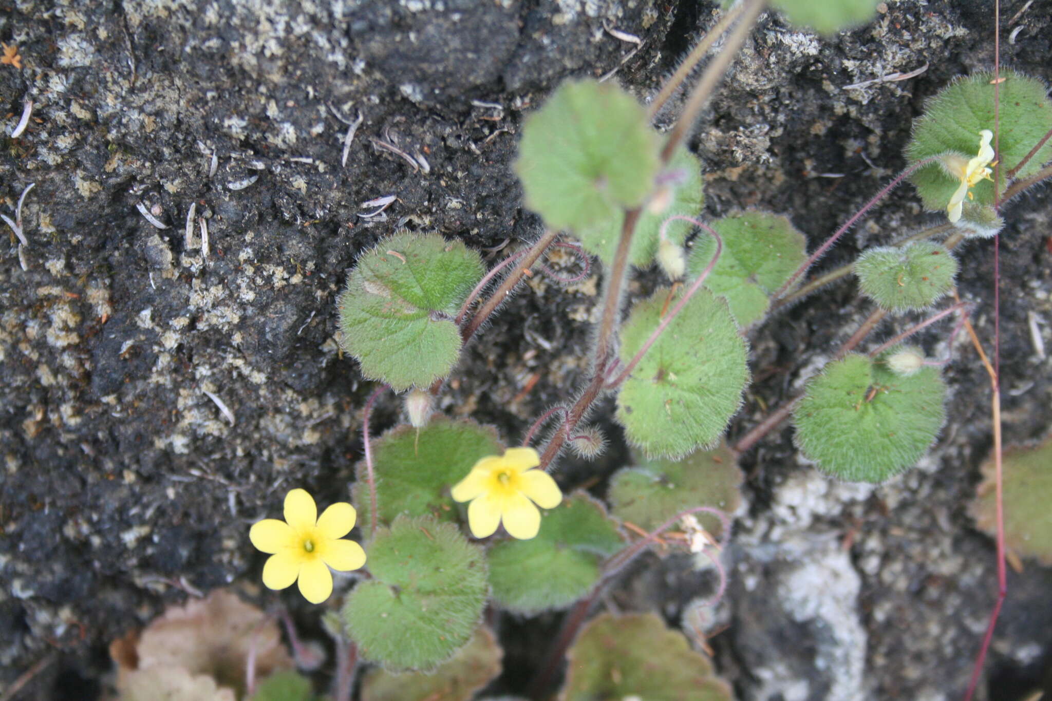 Sibthorpia peregrina L. resmi