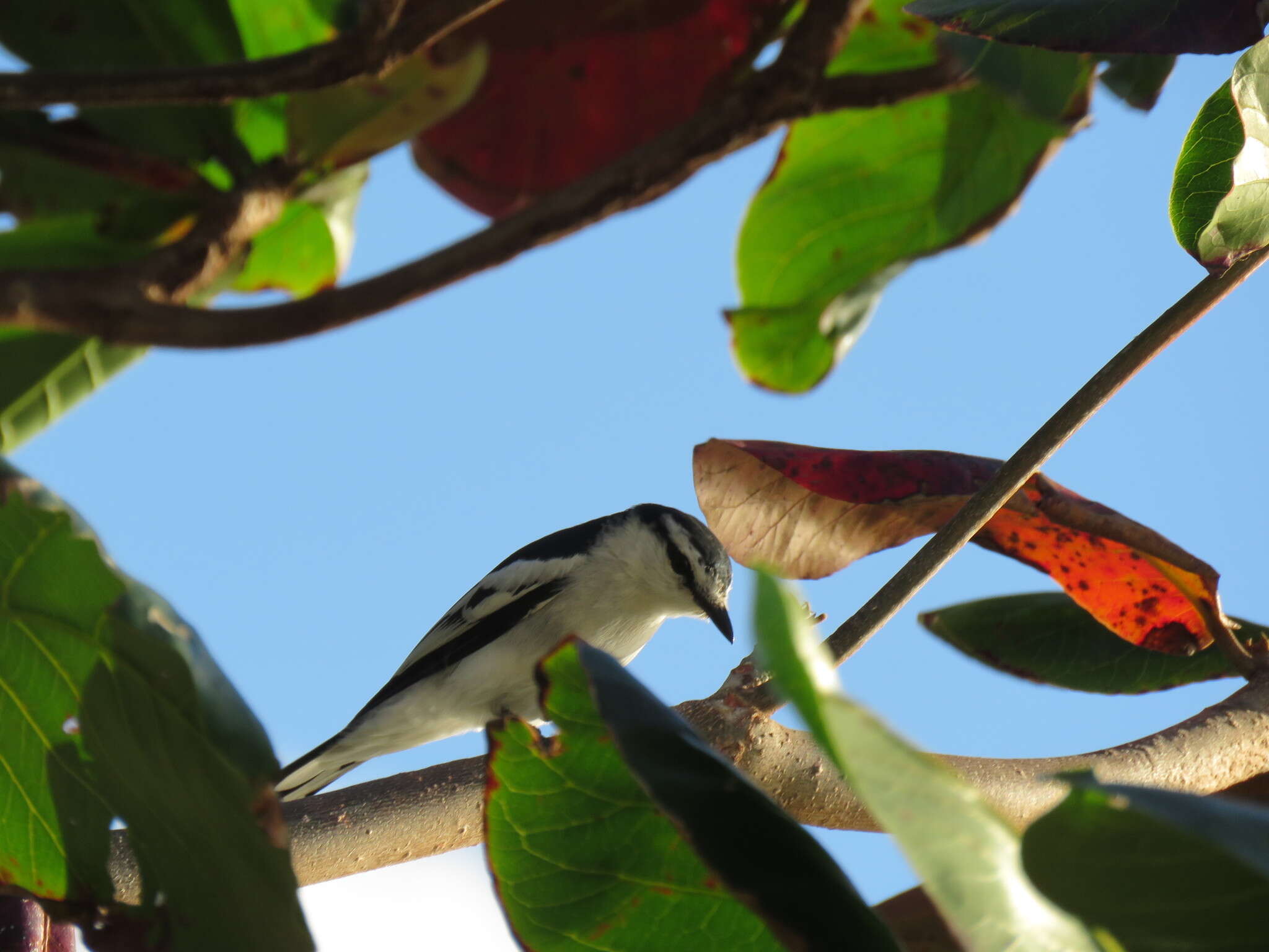 Image of Pied Triller