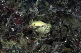 Image of white Atlantic cadlina