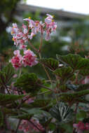 Image of Begonia incarnata Link & Otto