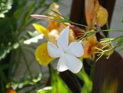 Image of Jasminum grandiflorum L.