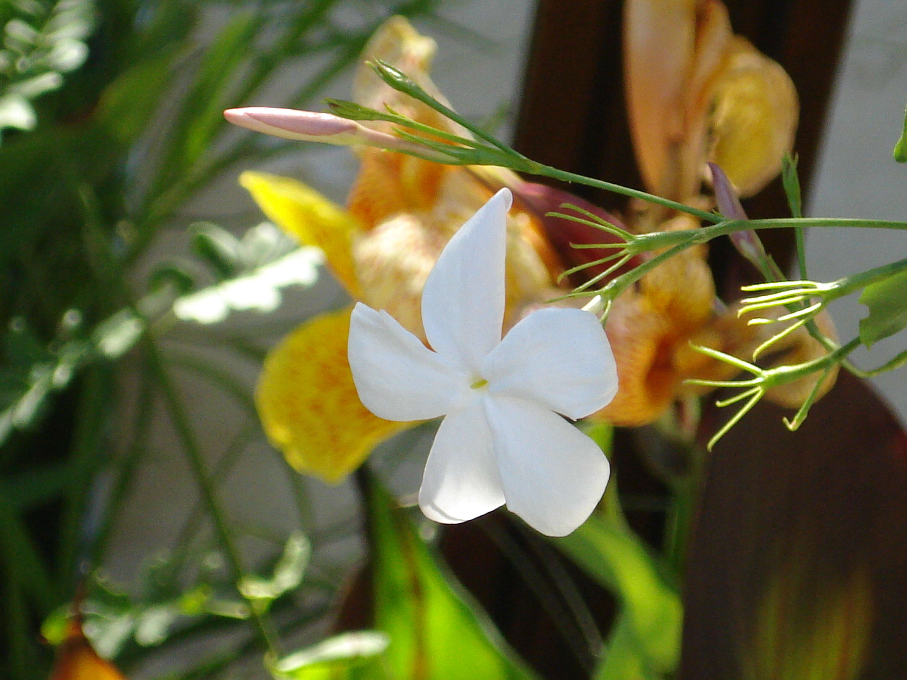 Image of Jasminum grandiflorum L.