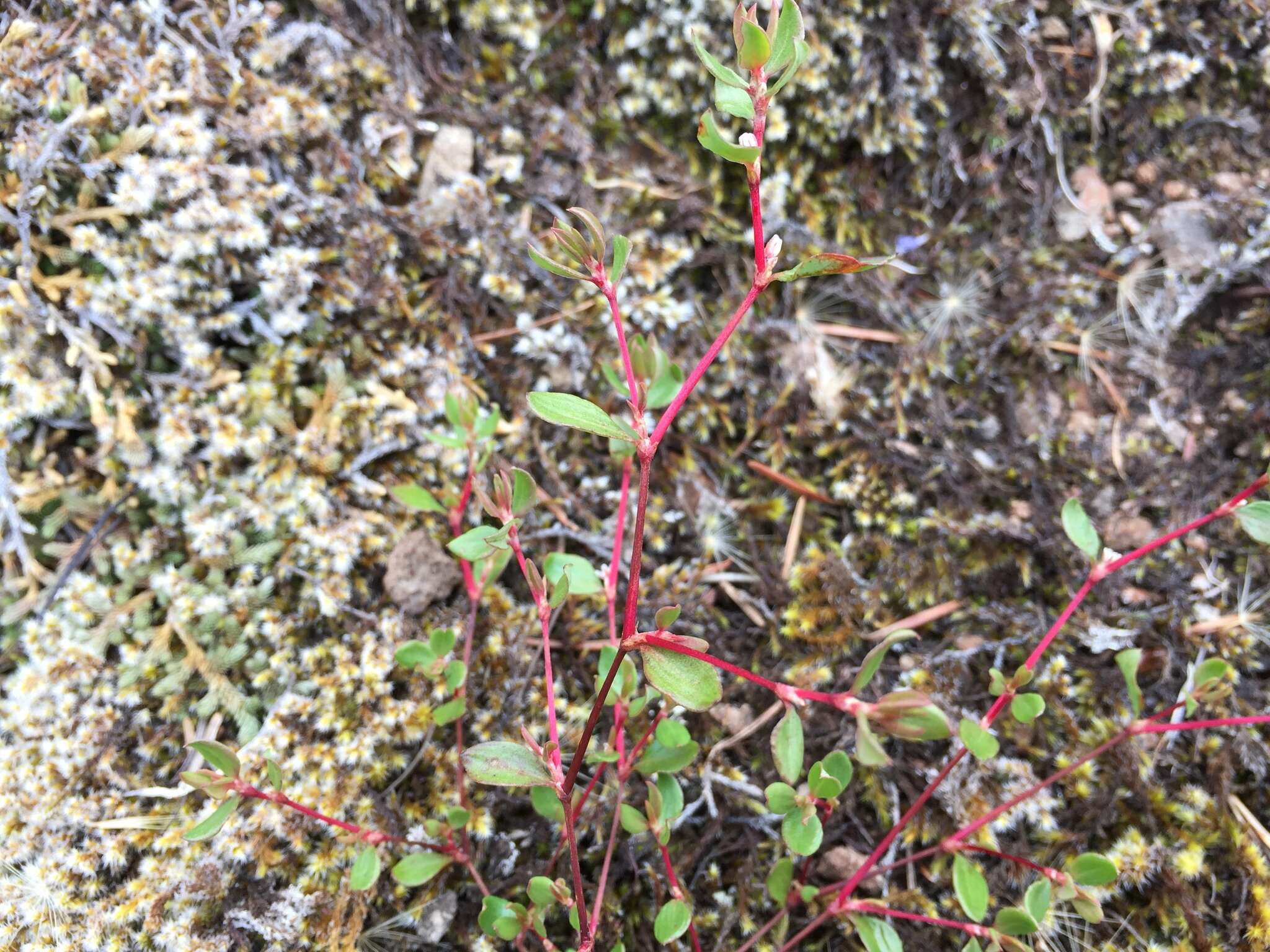 Слика од Polygonum minimum S. Wats.