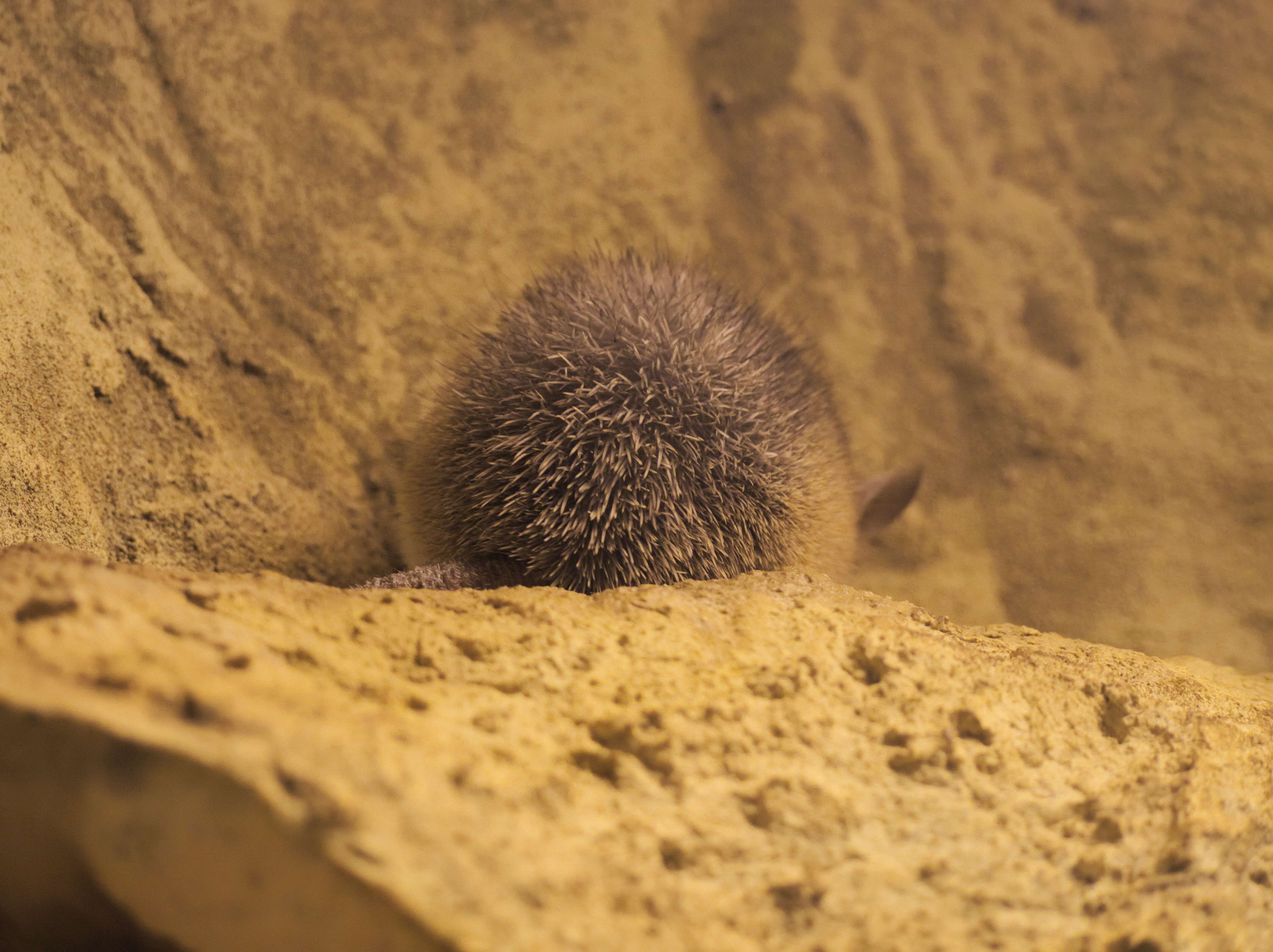 Image of Cretan Spiny Mouse