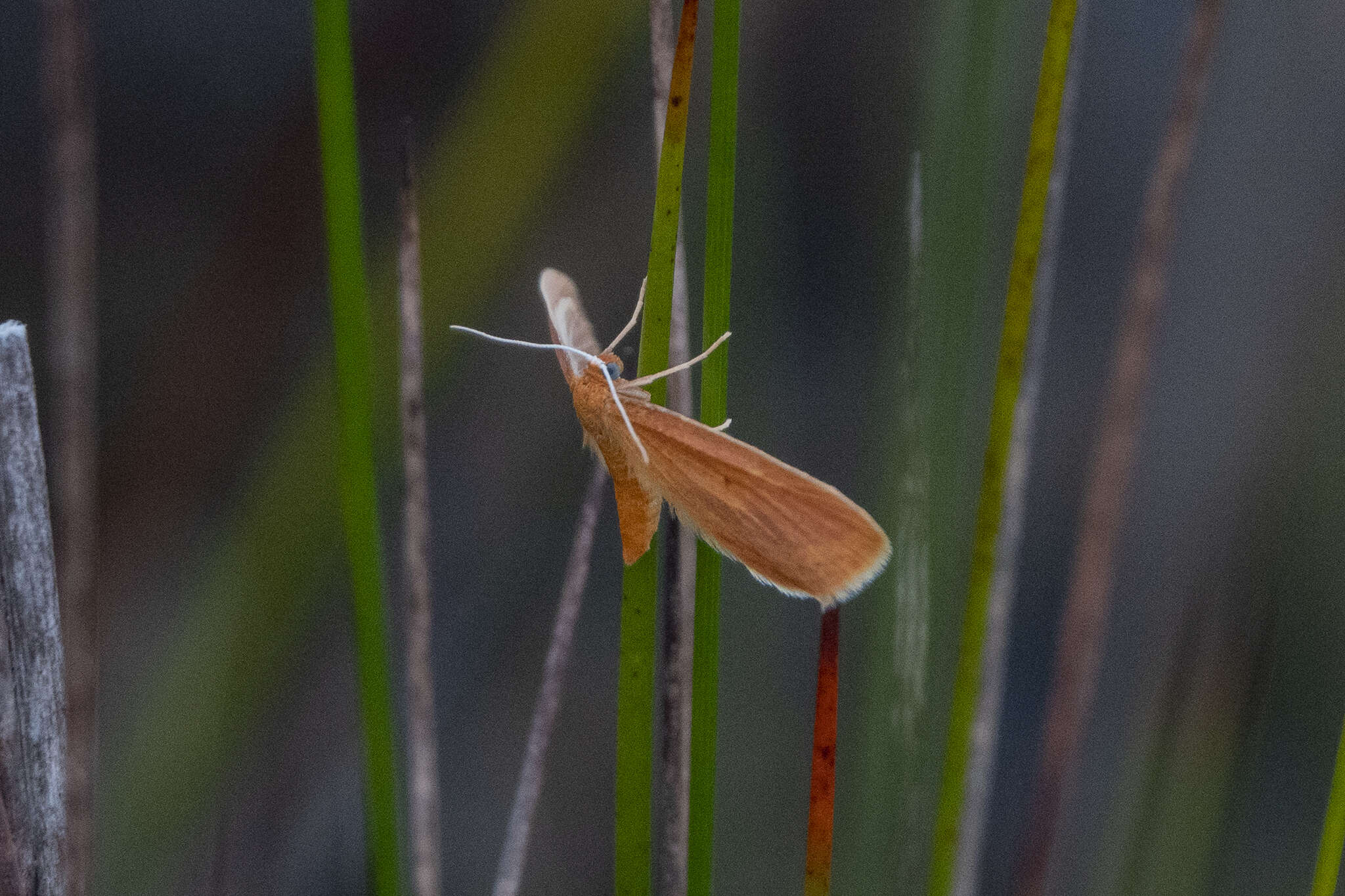 Image of Epiphryne charidema autocharis