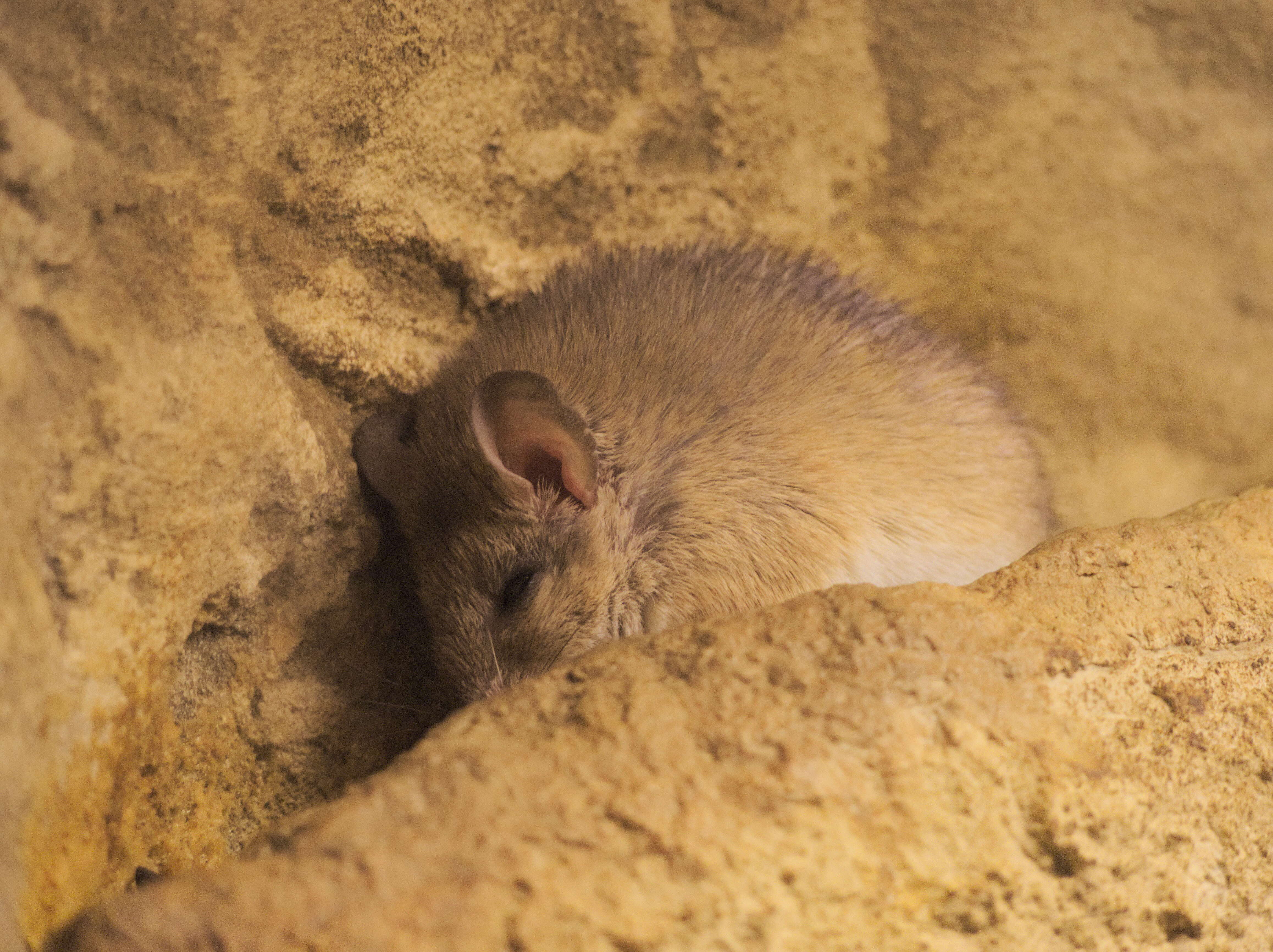 Image of Cretan Spiny Mouse