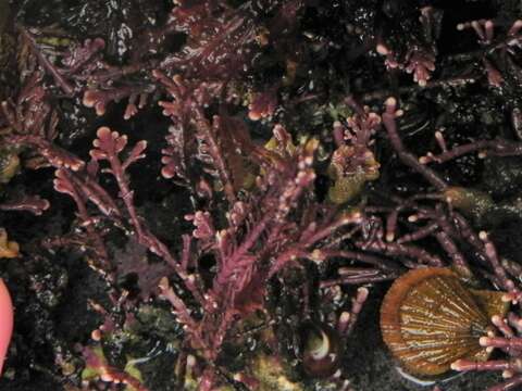 Image of common coral weed