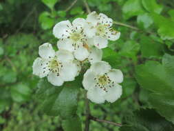 Imagem de Crataegus laevigata (Poir.) DC.