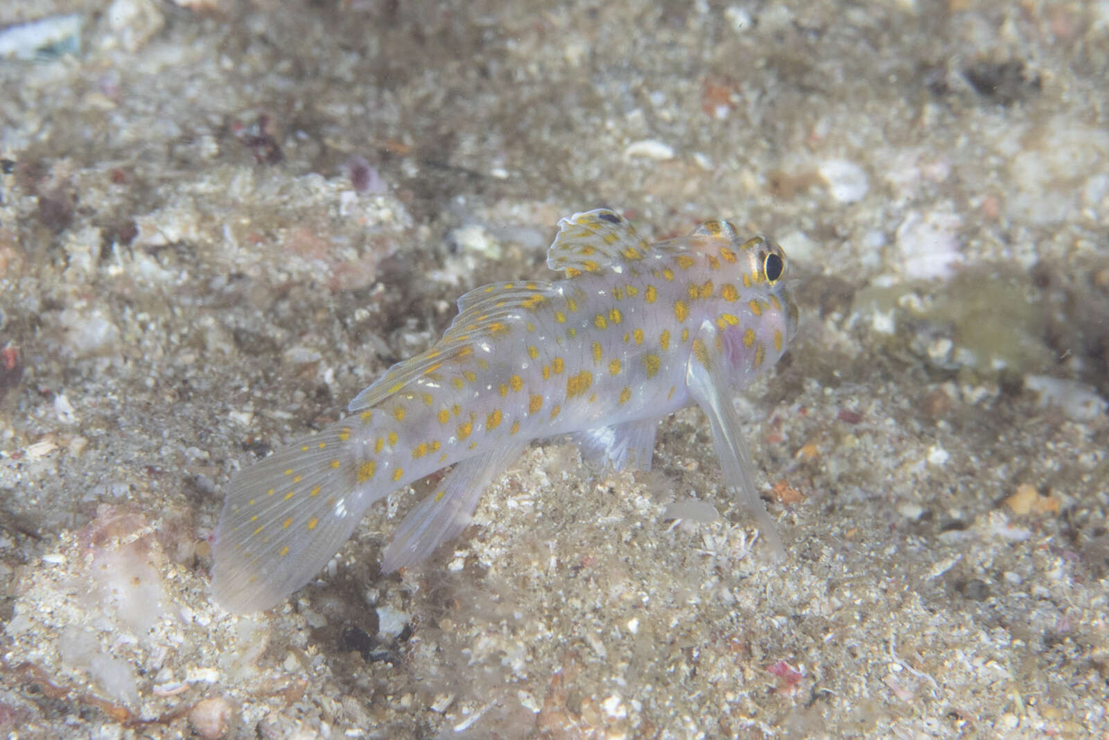 Image of Pale sandgoby