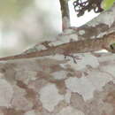 Image of Huila Anole