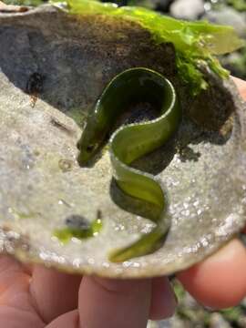 Image of Fucus blenny