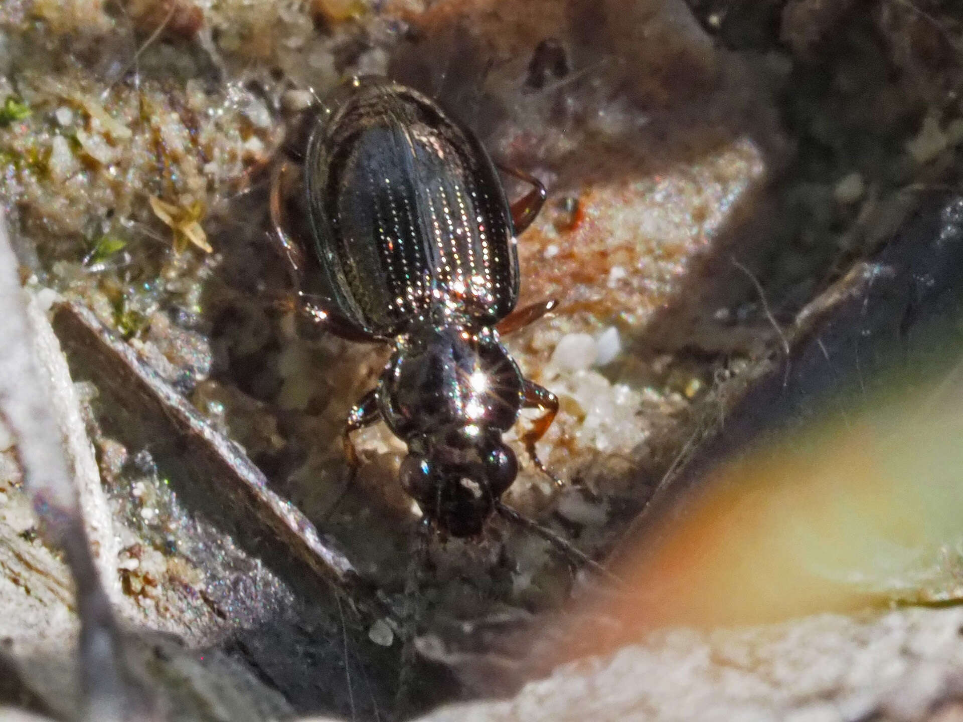 Plancia ëd Bembidion (Metallina) lampros (Herbst 1784)