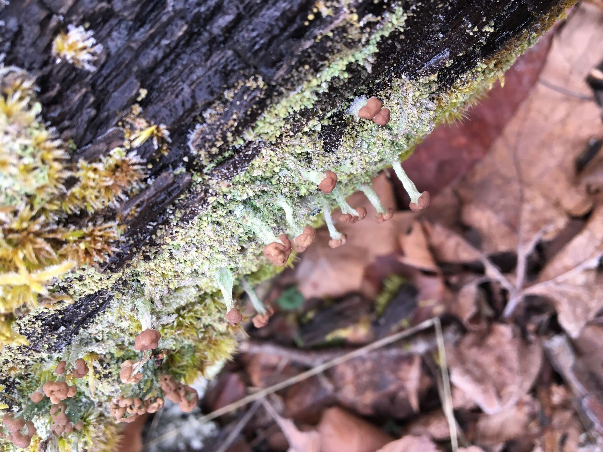 صورة Cladonia peziziformis (With.) J. R. Laundon