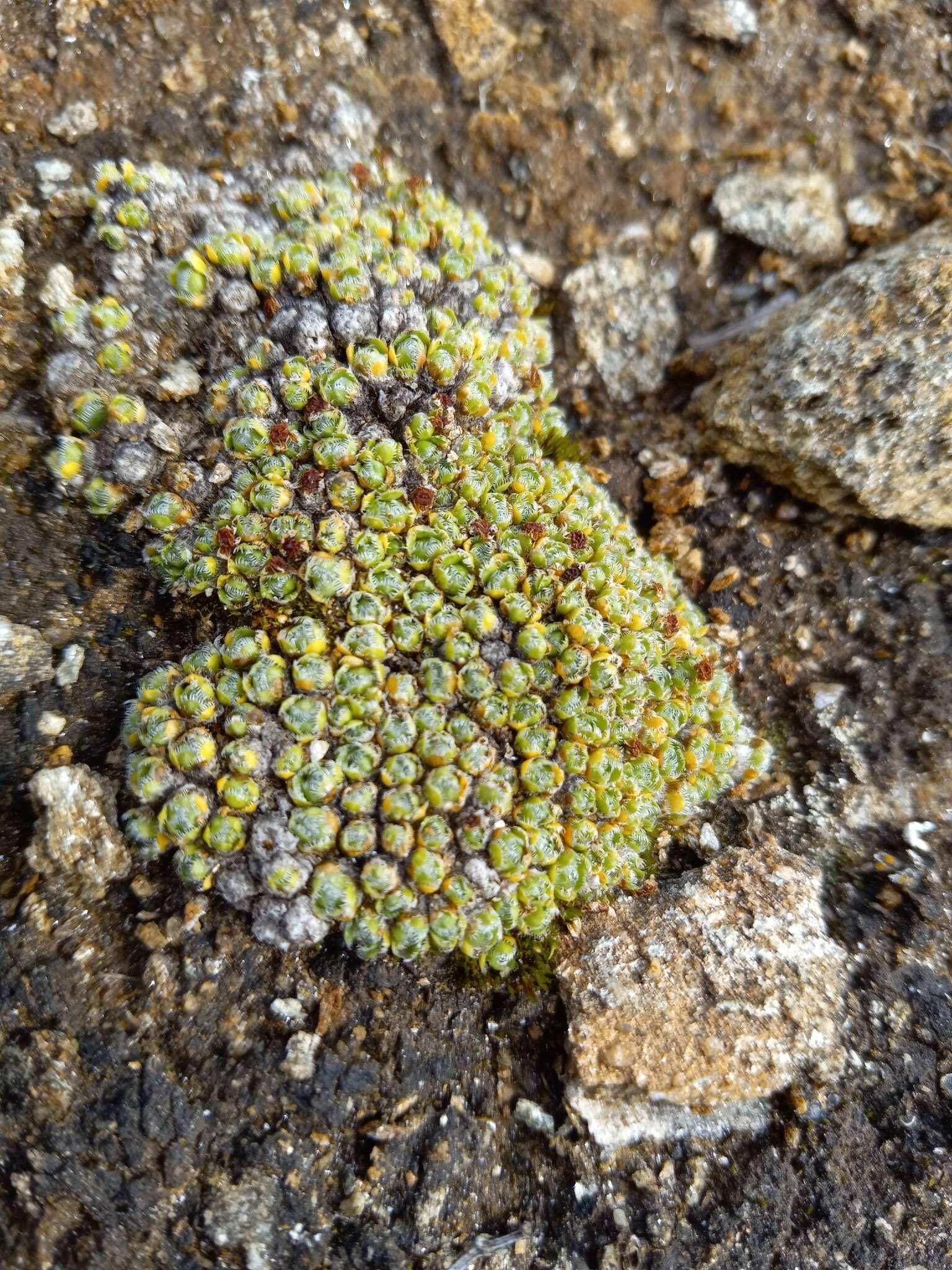 Image de Saxifraga eschscholtzii Sternb.