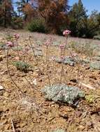 Image of Southern mountain wild-buckwheat